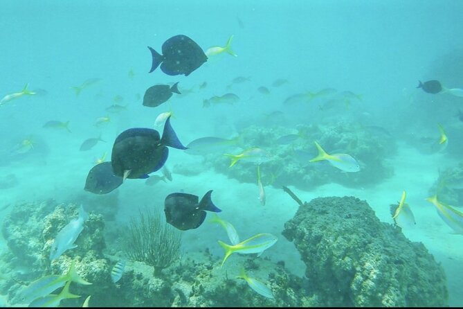 Private All Inclusive East Coast Keys Tour and Snorkel Experience - Overview and Experience