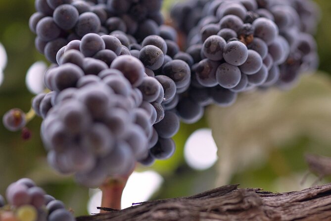 Private All-Inclusive Santa Ynez Wine Tour From Santa Barbara - Booking and Cancellation Policy
