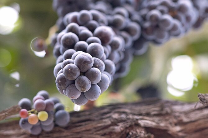 Private All-Inclusive Santa Ynez Wine Tour From Santa Ynez Valley - Pickup Information