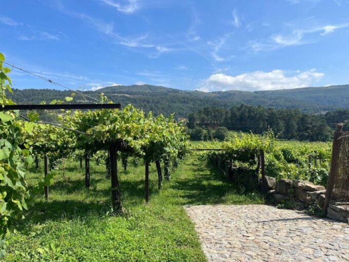 Private Alvarinho Route Tour - Travel and Activities