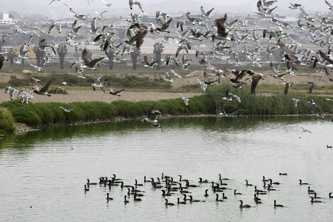 Private and Exclusive Nature and Trek in Chorrillos - Tour Inclusions and Pricing