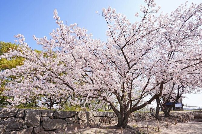 Private and Unique Fukuoka Cherry Blossom Sakura Experience - Exploring Ohori Park