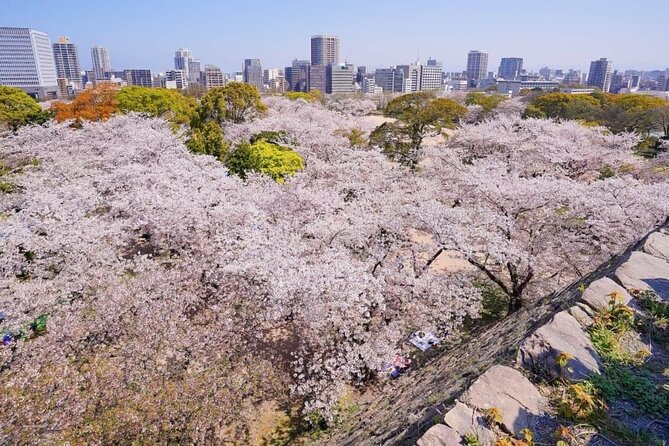 Private and Unique Fukuoka Cherry Blossom Sakura Experience - Private and Personalized Tour