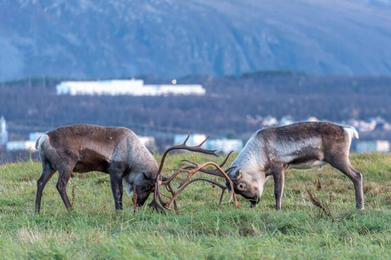 Private Arctic Tour Around the Iconic Fjords of Tromsø - Key Points