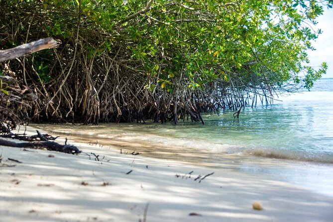Private Aruba Beach Hop and Snorkel Experience - Snorkeling Locations and Highlights