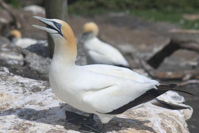 Private Auckland West Coast Day Tour - Key Points