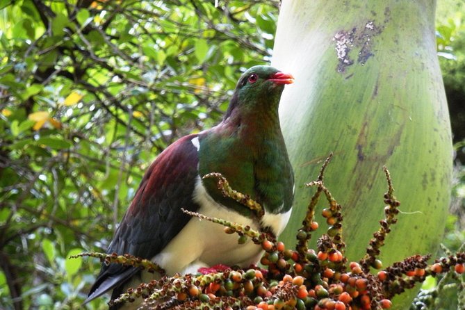 Private Auckland Wine & Dine Matakana Country & Cuisine - Tour Inclusions