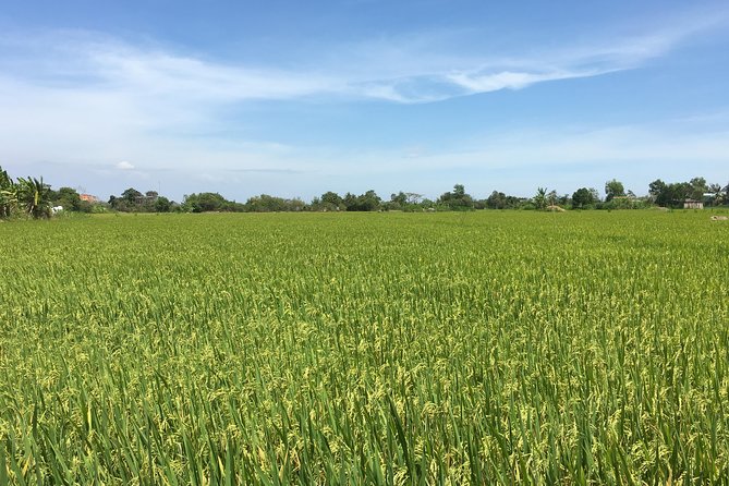 Private Authentic Mekong River Full Day Trip - Non Touristic Mekong Delta - Feedback and Testimonials