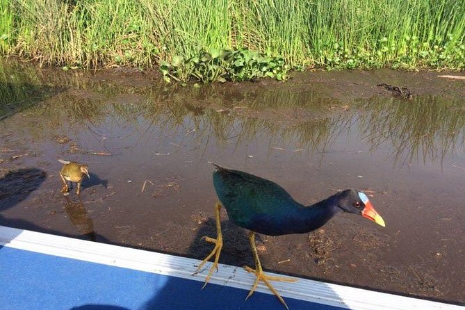 Private Bachelor or Bachelorette Airboat Swamp Tour in New Orleans - Weather and Safety Considerations