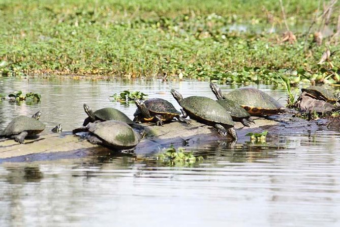 Private Bachelor or Bachelorette Airboat Swamp Tour in New Orleans - Reservation and Cancellation Policy