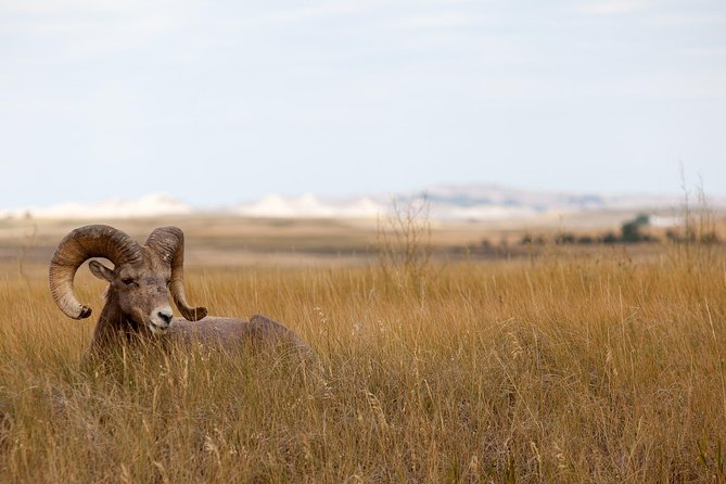 Private Badlands National Park Day Tour - Guided Experience and Highlights