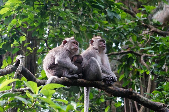 Private Bali Customized Tours - Safety and Accessibility