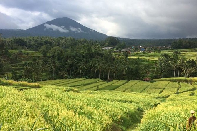 Private Bali, Jatiluwih Rice Terrace, Tanah Lot, Monkey Forest  - Seminyak - Cancellation Policy and Refunds