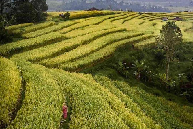 Private Bali, Jatiluwih Rice Terrace, Tanah Lot, Monkey Forest  - Seminyak - Pricing and Comparison