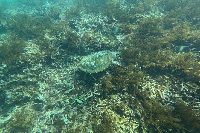 Private Bali Snorkling at Blue Lagoon - Inclusions and Pricing