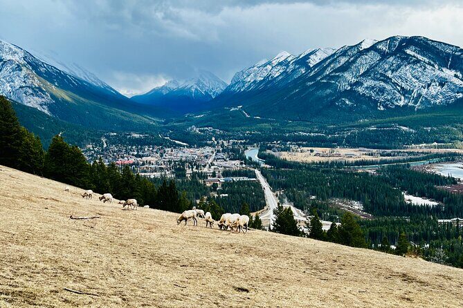 Private Banff Winter Tour with Abraham Lake & More! - Authentic Feedback from Past Travelers