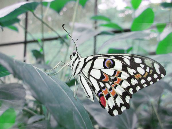 Private Bannerghatta National Park Day Excursion - Itinerary Details