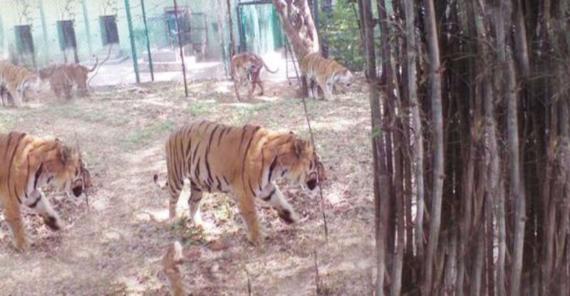 Private Bannerghatta National Park Day Excursion - Highlights of the Experience