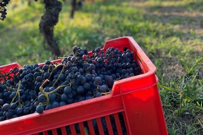 Private Barolo / Barbaresco - Piedmont Wine Tours and Tastings - Customer Impressions