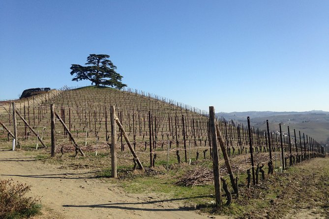 Private Barolo Wine Tour With Winemaker - Reviews and Feedback