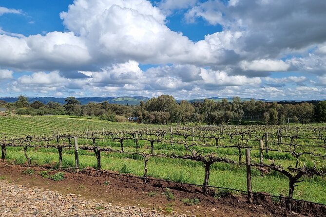 Private Barossa Valley Full Day Tour With Tastings and Lunch - Departure Time