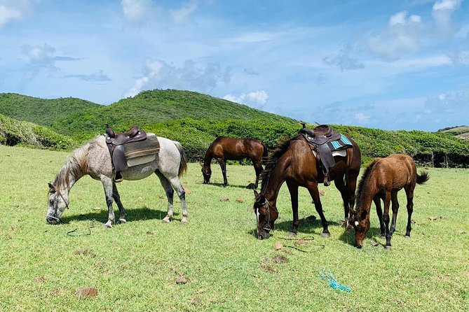 Private Beach Horseback Ride With Sandy Hoofs St. Lucia - Skill Level Requirements
