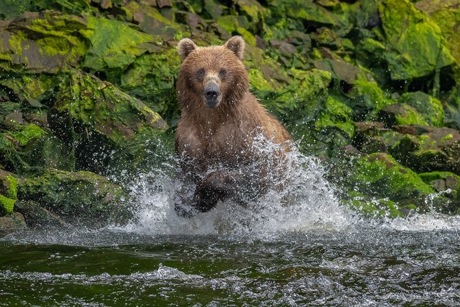 Private Bear Viewing By Seaplane - Meet Your Local Guides