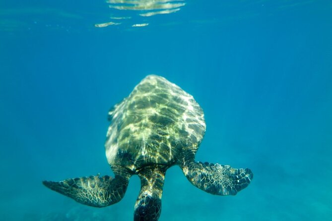 Private Beginner Paddleboard Lesson With Snorkel in Turtle Town! - Whats Included