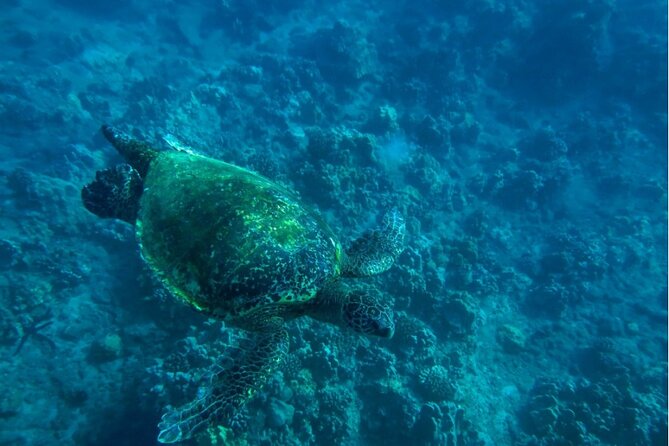 Private Beginner Paddleboard Lesson With Snorkel in Turtle Town! - Paddleboard Instruction