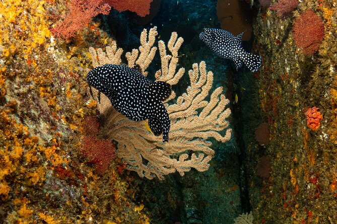Private Beginner Scuba Diving Experience in Cabo San Lucas - Preparing for the Dive