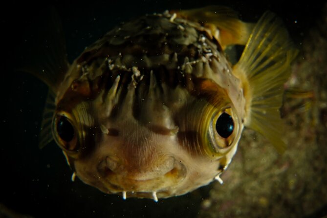 Private Beginner Scuba Diving Experience in Cabo San Lucas - Ensuring a Memorable Adventure