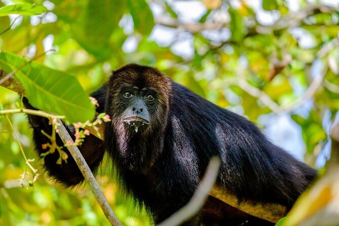 Private Belize Cave Tubing & Howler Monkey Sanctuary Combo Tour With Lunch - Key Points
