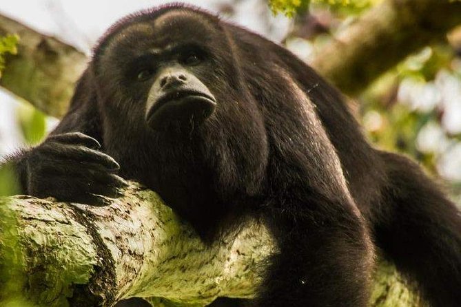 Private Belize Cave Tubing & Howler Monkey Sanctuary Combo Tour With Lunch - Howler Monkey Sanctuary