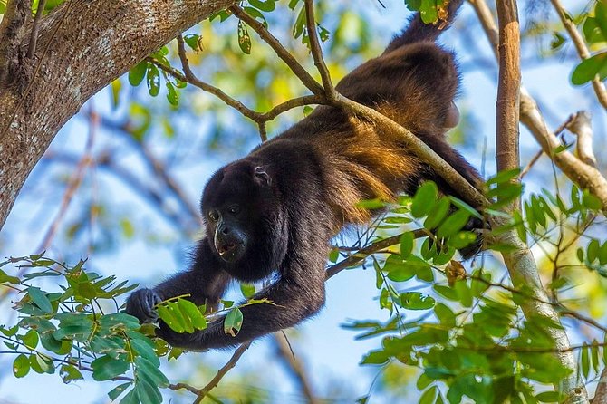 Private Belize Cave Tubing & Howler Monkey Sanctuary Combo Tour With Lunch - Cave Tubing Adventure