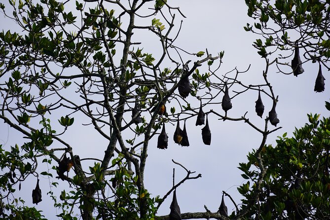 Private Bentota River Safari Tour Review - Highlights of the Tour