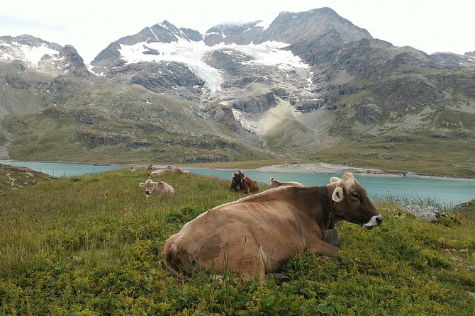 PRIVATE Bernina Train, Sankt Moritz & Wines Guided Tour From Lake Como or Milan - Guest Reviews