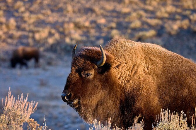 Private, Bespoke, Yellowstone Photography Safari - Half Day - Key Points