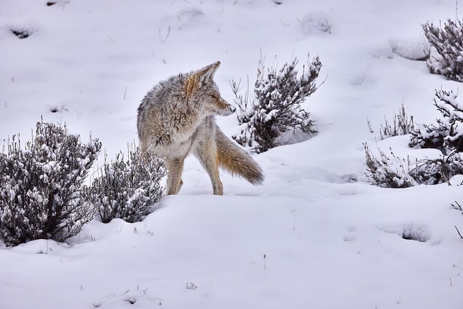 Private, Bespoke, Yellowstone Photography Safari - Half Day - Meeting and Pickup