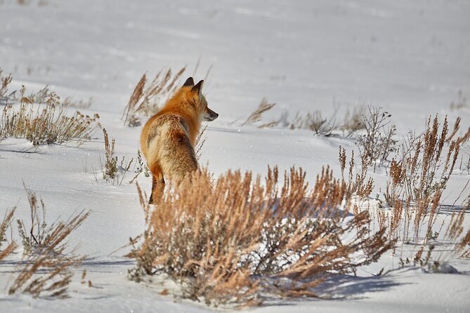Private, Bespoke, Yellowstone Photography Safari - Half Day - Experience and Reviews