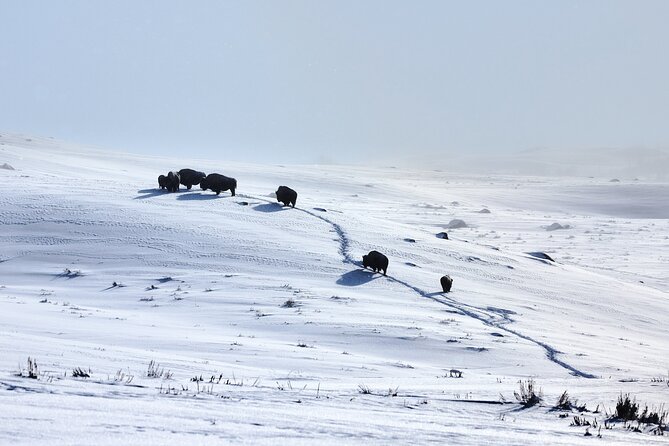 Private, Bespoke, Yellowstone Photography Safari - Half Day - Capturing Exceptional Photographs