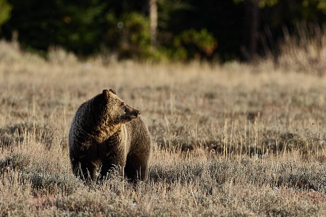 Private, Bespoke, Yellowstone Photography Safari - Half Day - Knowledgeable Guides and Well-Organized Itineraries