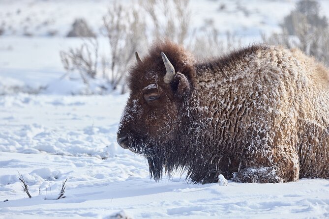 Private, Bespoke, Yellowstone Photography Safari - Half Day - Timing for Old Faithful and Photography Tips