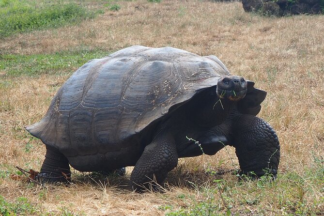 Private BiciTour Giant Tortoises and Lava Tunnel in Galapagos - Endemic Forest Exploration