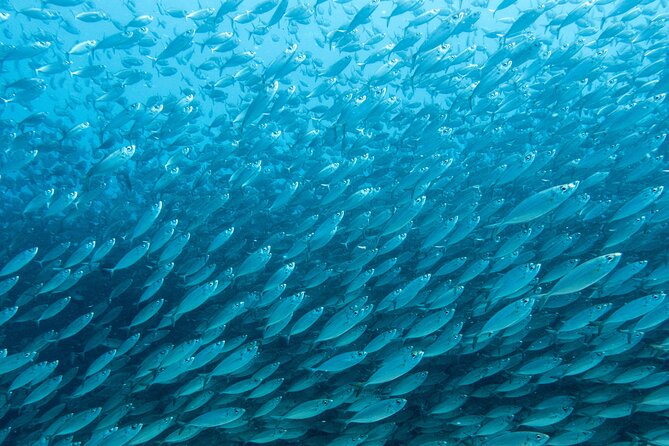 Private Big Island Snorkeling - Underwater Photography