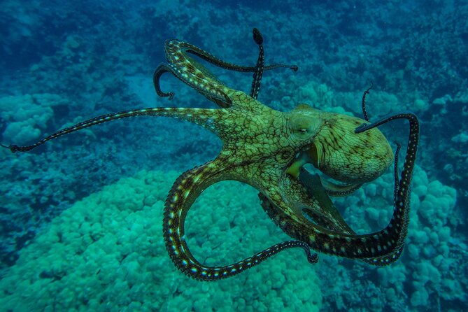 Private Big Island Snorkeling - Coastline Cruise