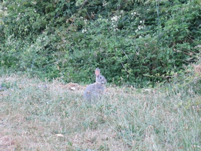 Private Bike Tour, Nature and History Along the Appian Way - Biking Adventure