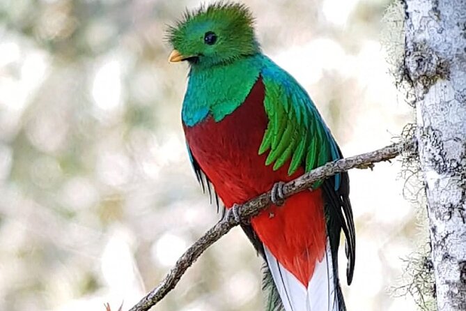 Private Bird Watching Experience in Coronado San José - Key Points