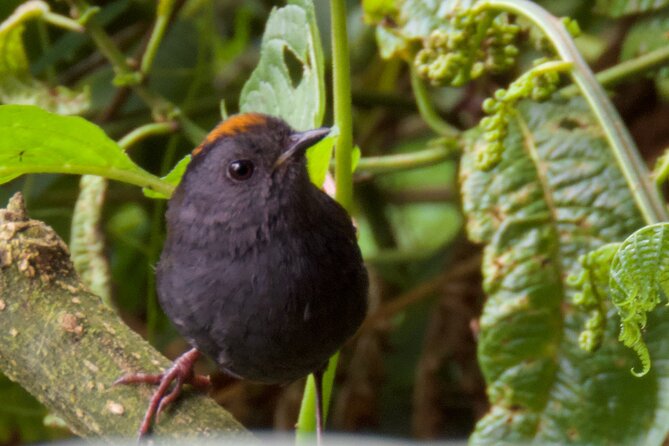 Private Bird Watching Experience in Coronado San José - Scheduled Start Time