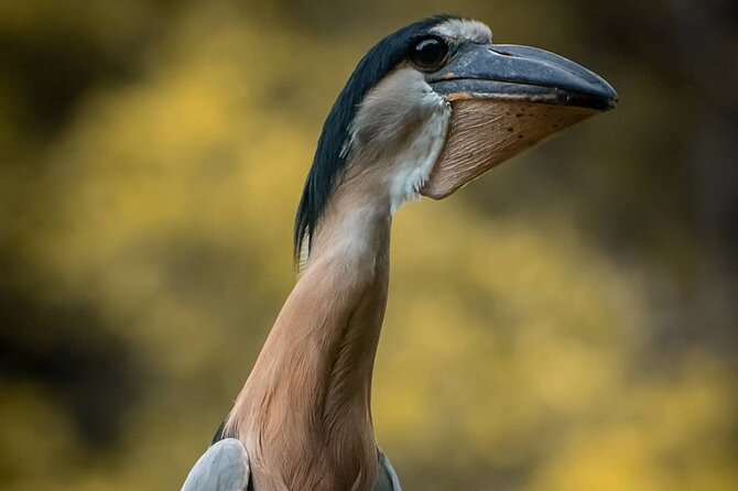 Private Bird Watching Experience in Los Chocuacos - Key Points