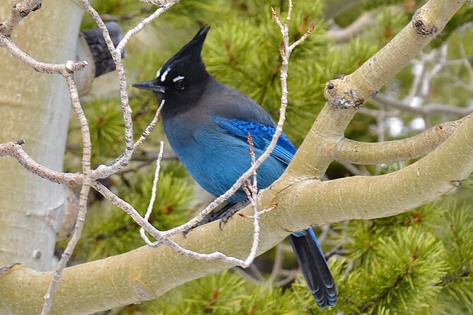 Private Birding Hike in Rocky Mountain National Park - Jeep Wrangler Transportation